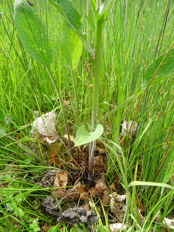 Symphytum officinale - Boraginaceae